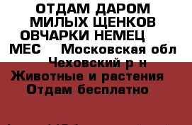 ОТДАМ ДАРОМ.МИЛЫХ ЩЕНКОВ ОВЧАРКИ(НЕМЕЦ)1.5 МЕС. - Московская обл., Чеховский р-н Животные и растения » Отдам бесплатно   